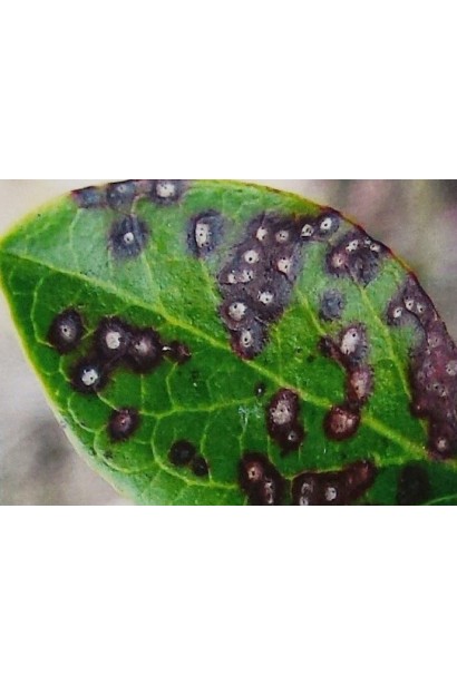 Плямистість листя